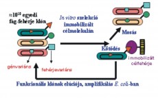 Kombinatorikus mutagenezis eljárások